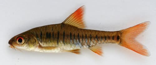 fasciolatus