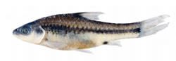 00-0-Copr_2019-Mamonekene_Holotype-AMNH-266856-Femalet.jpg