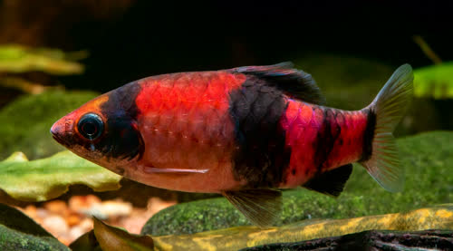 fasciata