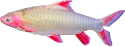 Spinibarbichthys