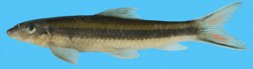 fasciacauda