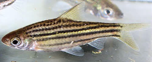 trifasciatus