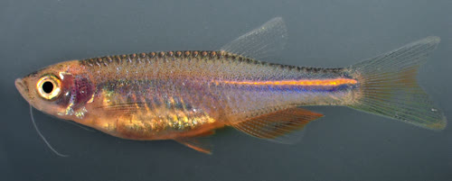 albolineatus