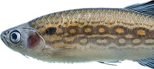 annulosus