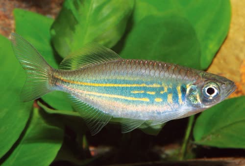 /fish/Cypriniformes/Cyprinoidei/Danionidae/Danioninae/Devario/country/Myanmar/annandalei