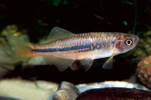 /fish/Cypriniformes/Cyprinoidei/Danionidae/Danioninae/Devario/country/Myanmar/browni