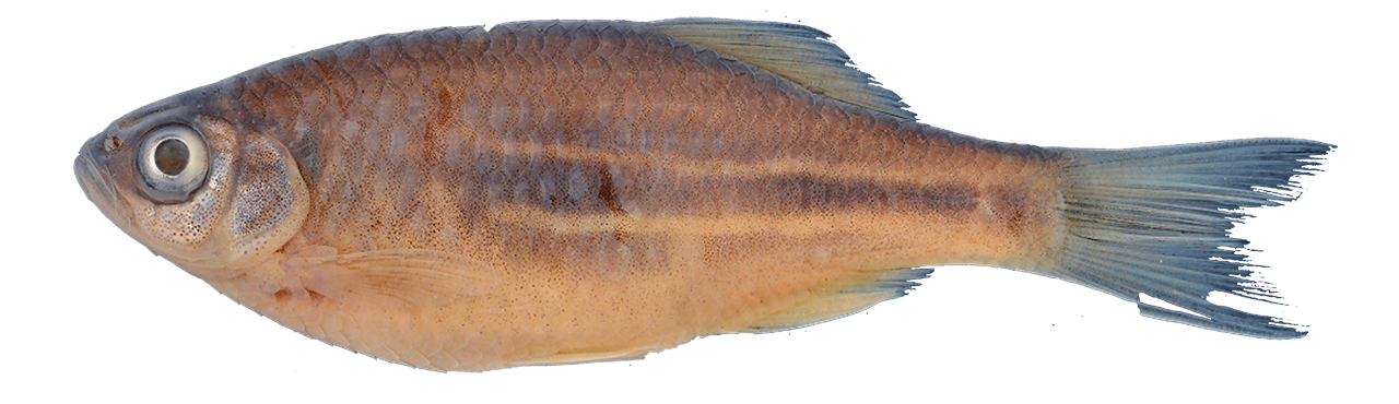 /fish/Cypriniformes/Cyprinoidei/Danionidae/Danioninae/Devario/country/Myanmar/fangae