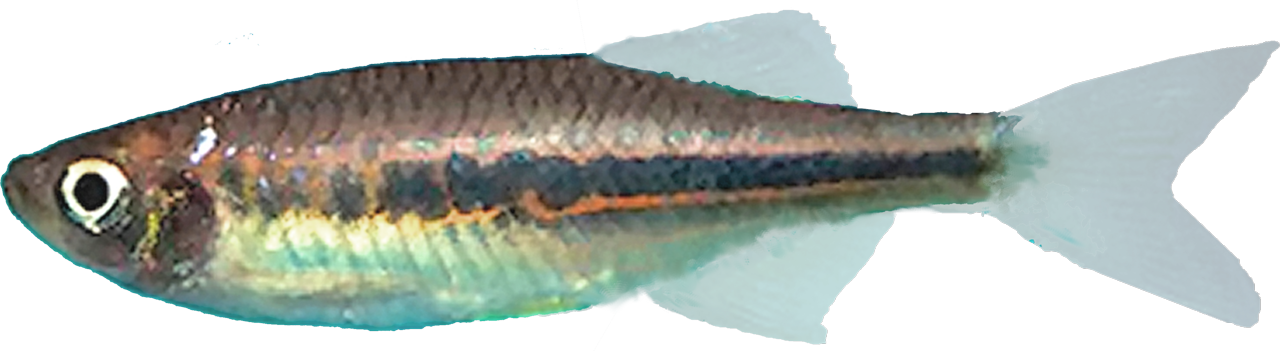 /fish/Cypriniformes/Cyprinoidei/Danionidae/Danioninae/Devario/country/India/horai
