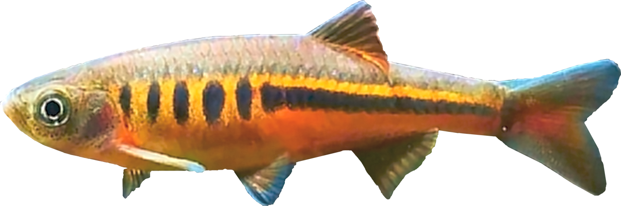 /fish/Cypriniformes/Cyprinoidei/Danionidae/Danioninae/Devario/country/China/interruptus