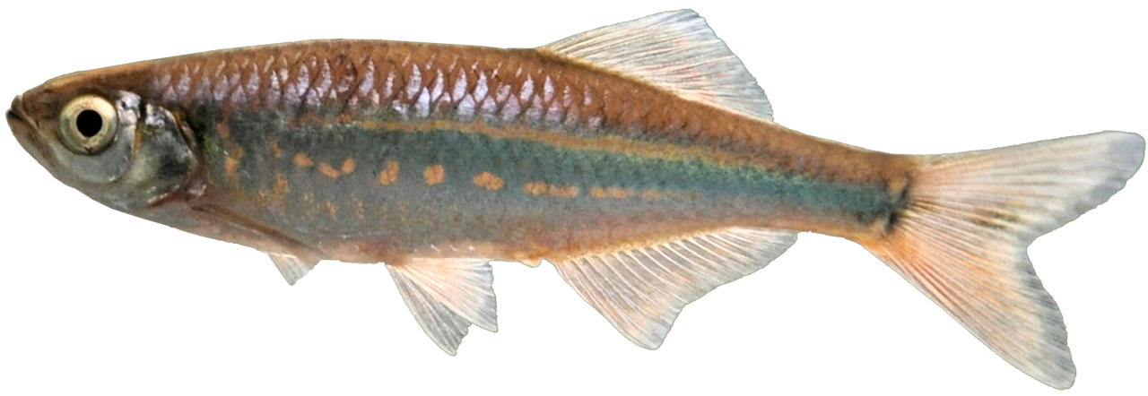 /fish/Cypriniformes/Cyprinoidei/Danionidae/Danioninae/Devario/country/Sri_Lanka/monticola