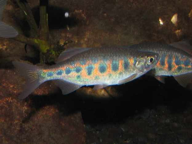 /fish/Cypriniformes/Cyprinoidei/Danionidae/Danioninae/Devario/country/Sri_Lanka/pathirana