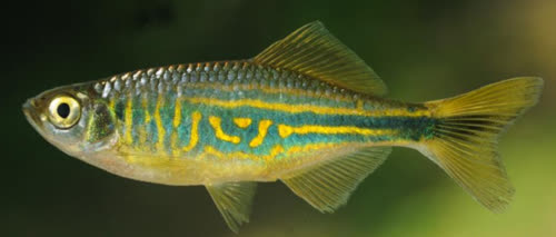 /fish/Cypriniformes/Cyprinoidei/Danionidae/Danioninae/Devario/country/Sri_Lanka/udenii