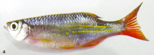 /fish/Cypriniformes/Cyprinoidei/Danionidae/Danioninae/Devario/country/Myanmar/yuensis