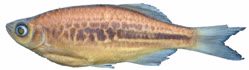 00-2-Copr_2022_Sven_Kullander-paratype_NRM_58062_adultmalet.jpg