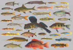 00-0-Copr_2024-Mark_Henry_Sabaj-Fishes_of_Equitorial_Guineat.jpg