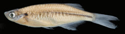 00-0-Copr_2018_Sven_Kullander-Holotype_DU9004t.jpg