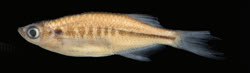 01-0-Copr_2018_Sven_Kullander-Paratype_NRM_40813t.jpg