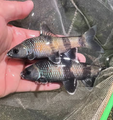 00-0-Copr_2026-Peng_Enpengfisheryt.jpg