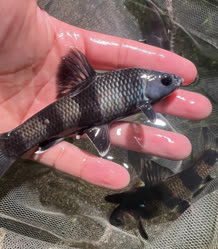 01-0-Copr_2026-Peng_Enpengfisheryt.jpg