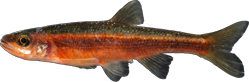Clinostomus