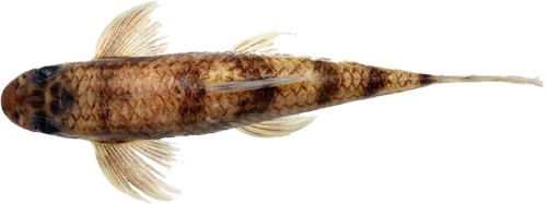Psilorhynchus