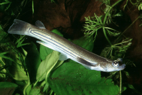 microlepis