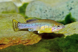00-0-Copr_2025-Aqua_Global_DEt.jpg