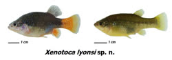 01-0-Copr_2016-Wolfgang_Gessl-Holotype-CPUM-9590t.jpg