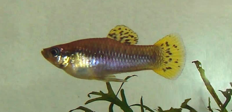 caymanensis