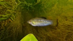 01-0-Copr_2019-El_Palombat.jpg