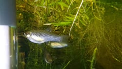 02-0-Copr_2019-El_Palombat.jpg