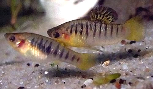 nigrofasciata