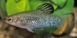 perugiae