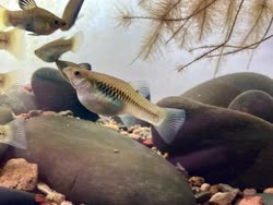 00-0-Copr_2021-Mingcong_Bait.jpg