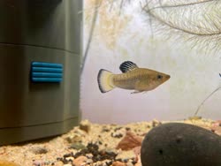 01-0-Copr_2021-Mingcong_Bait.jpg
