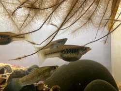 02-0-Copr_2021-Mingcong_Bait.jpg