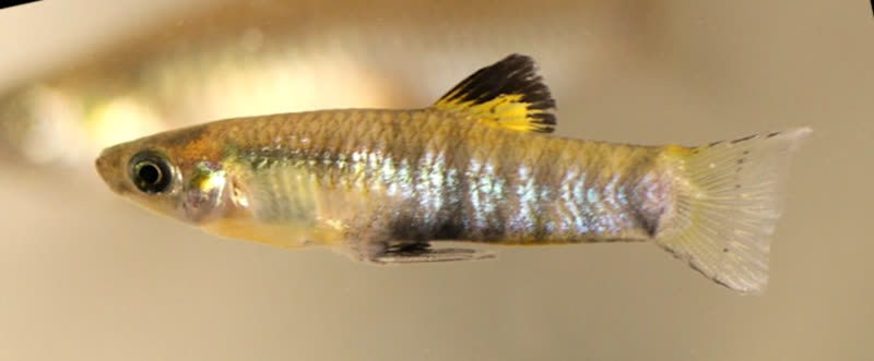 zonata