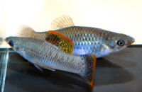 butleri