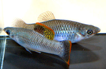 butleri