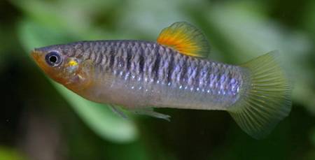 dominicensis
