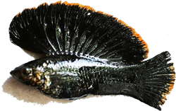 latipinna