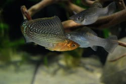 00-0-Copr_2018-David_Breuerst.jpg