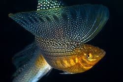 velifera