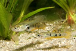 heterandria