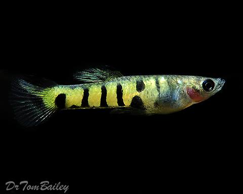 Poeciliinae