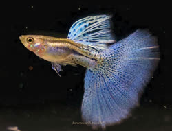 reticulata