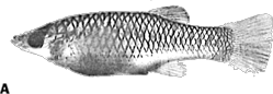 00-0-Copr_2024-Rivas-F-Paratype-UMMZ-204195t.png