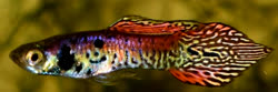02-0-Copr_2016-Dalhus_dkt.jpg