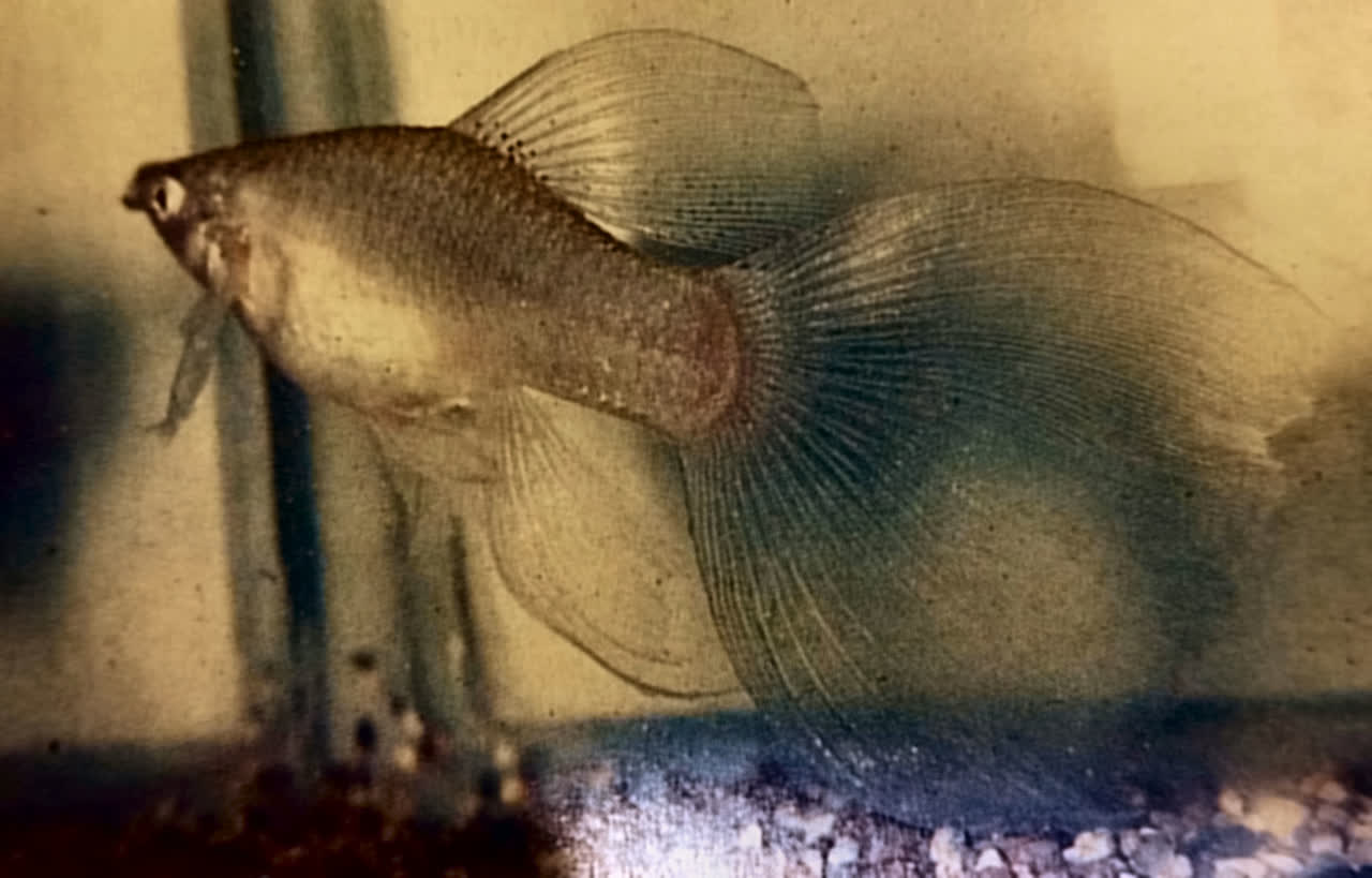 veil