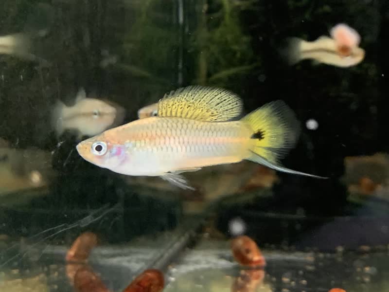 Rio_Huichihuayan